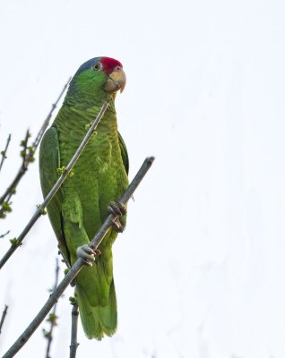 Red-crowned Parrot