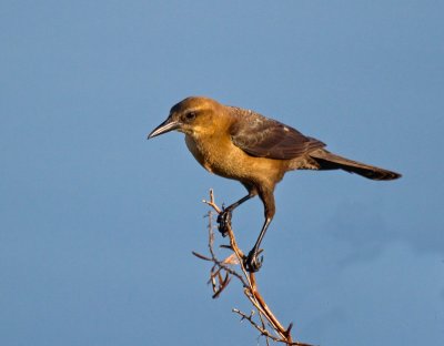 Boat-tailed Grackle