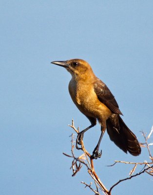 Boat-tailed Grackle