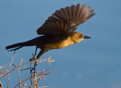 Boat-tailed Grackle