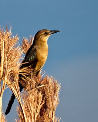 Boat-tailed Grackle