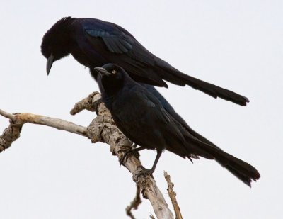 Great-tailed Grackle