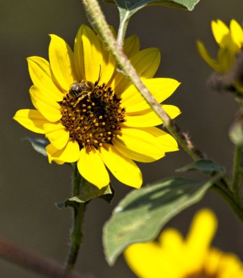 Common Sunflower