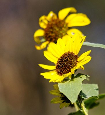 Common Sunflower