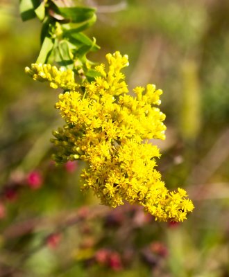 Gray Goldenrod
