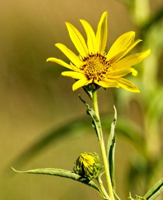Maximilian Sunflower