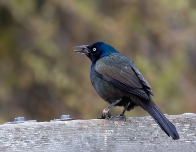 Common Grackle