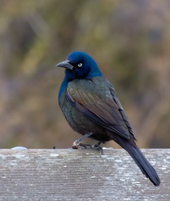 Common Grackle