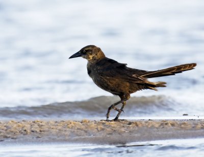 Great-tailed Grackle
