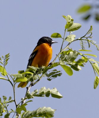 Baltimore Oriole