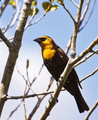 Yellow-headed Blackbird