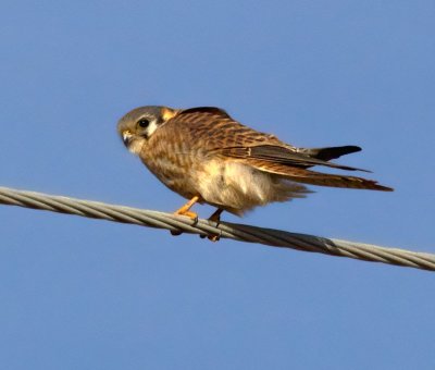 Caracaras & Falcons