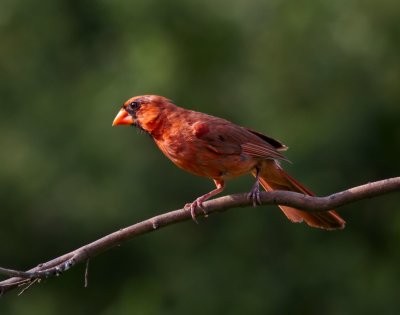Northern Cardinal
