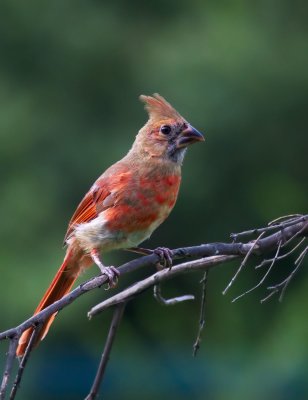 Northern Cardinal