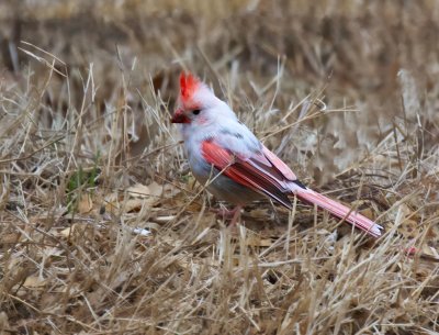 Northern Cardinal