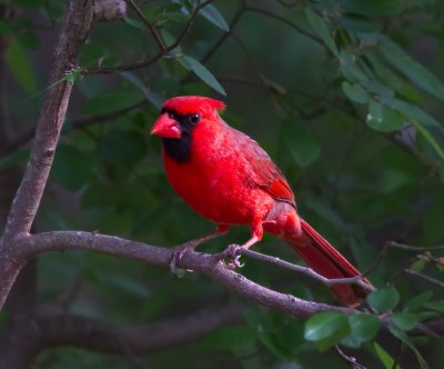 Cardinals and Tanagers