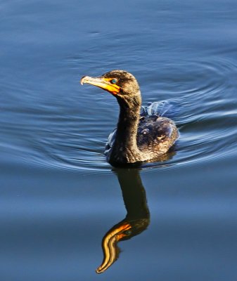 Cormorants & Darters