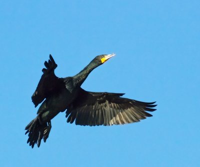 Double-crested Cormorant