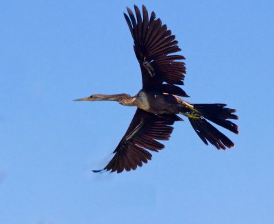 Double-crested Cormorant