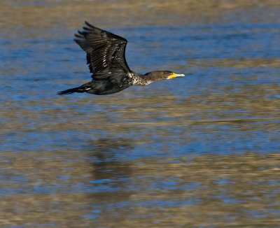 Double-crested Cormorant