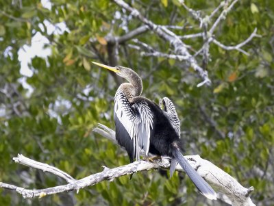 Anhinga