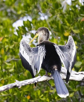 Anhinga