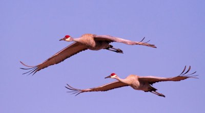 Sandhill Crane