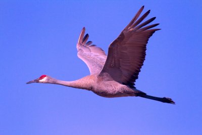 Sandhill Crane