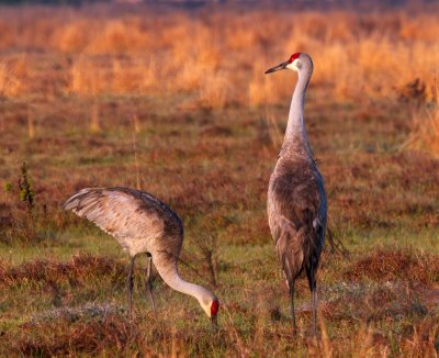 Sandhill Crane