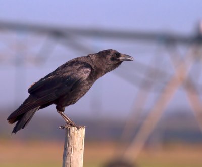 Jays & Crows