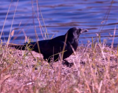 American Crow