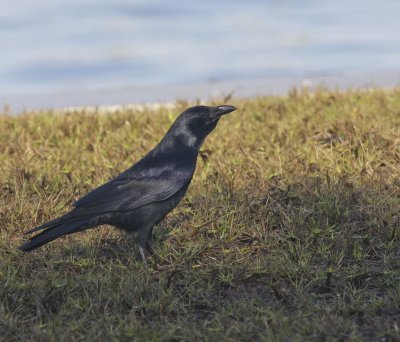 Fish Crow