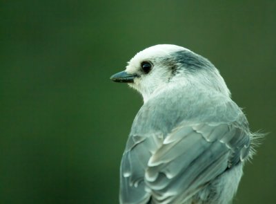 Gray Jay