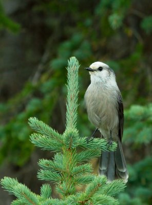 Gray Jay