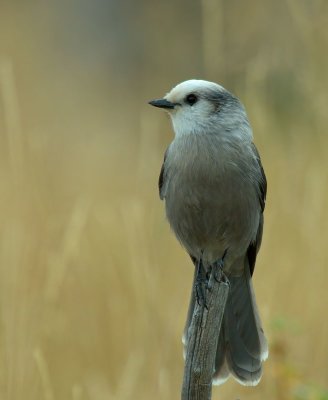 Gray Jay
