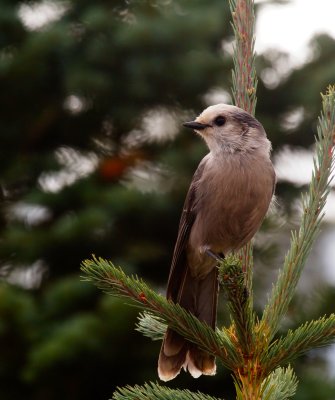 Gray Jay