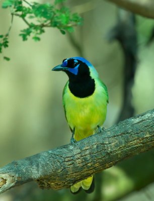 Green Jay