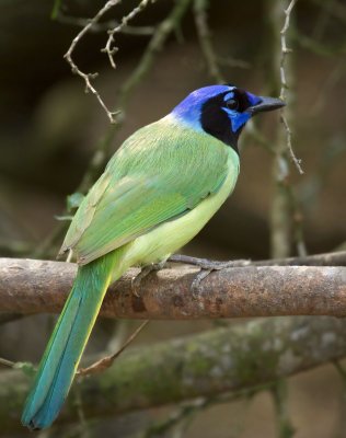 Green Jay