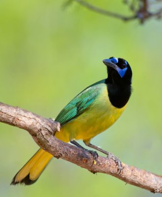 Green Jay