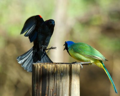 Green Jay