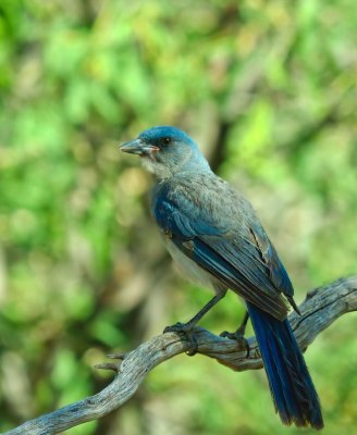 Mexican Jay