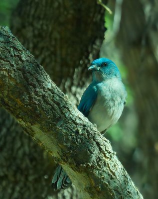 Mexican Jay