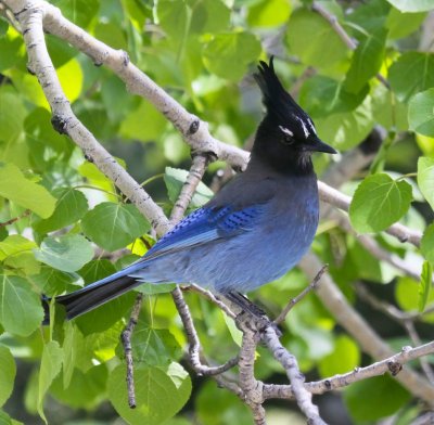 Steller's Jay