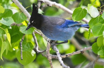 Steller's Jay