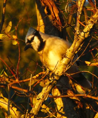 Blue Jay
