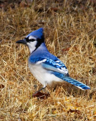 Blue Jay