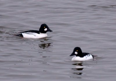 Common Goldeneye