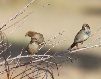 House Sparrow