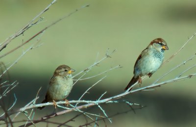 House Sparrow