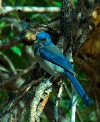 Woodhouse's Scrub-Jay